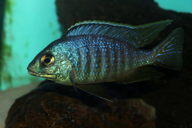 Placidochromis sp. 'jalo' Jalo Reef